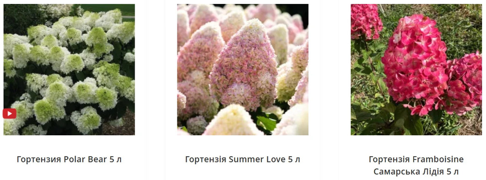 Гортензия в горшках от Matla Flowers: руководство по выбору и посадке